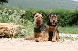 AIREDALE TERRIER 306